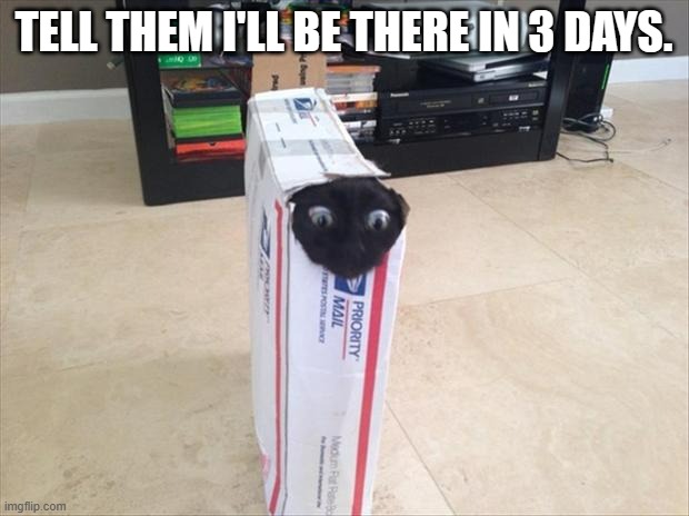 meme by Brad cat in post office box | TELL THEM I'LL BE THERE IN 3 DAYS. | image tagged in cat,funny cat memes,cat meme,funny,funny meme,humor | made w/ Imgflip meme maker