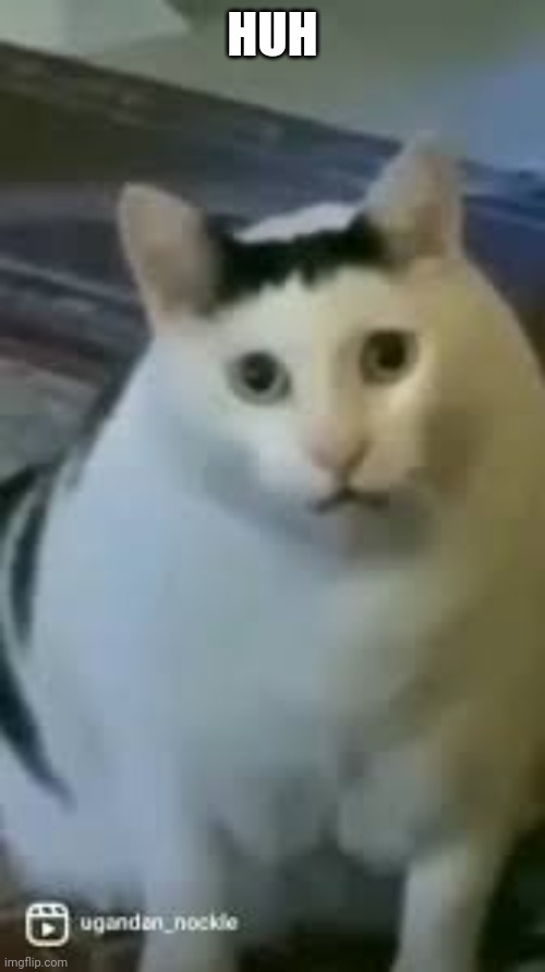 Huh Cat | HUH | image tagged in huh cat | made w/ Imgflip meme maker