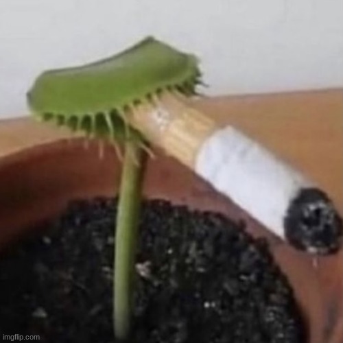 ......................................................................................................what | image tagged in plant smoking a cigarette | made w/ Imgflip meme maker
