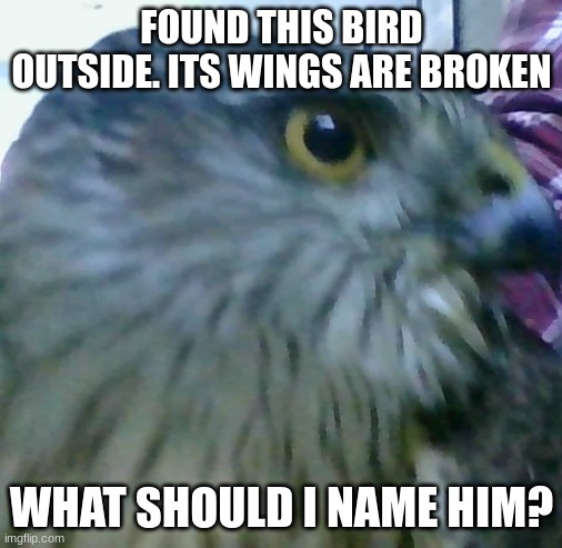 E | FOUND THIS BIRD OUTSIDE. ITS WINGS ARE BROKEN; WHAT SHOULD I NAME HIM? | image tagged in e | made w/ Imgflip meme maker