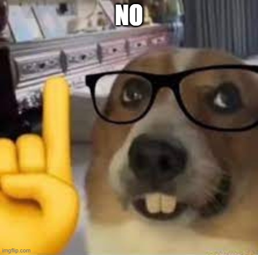 nerd dog | NO | image tagged in nerd dog | made w/ Imgflip meme maker