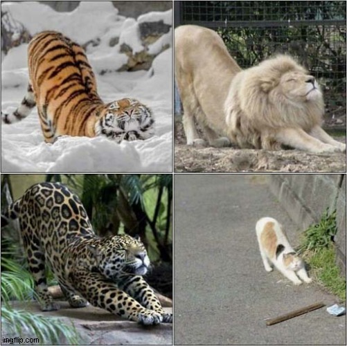 Big Stretches ! | image tagged in cats,stretching,tiger,lion,leopard,cat | made w/ Imgflip meme maker