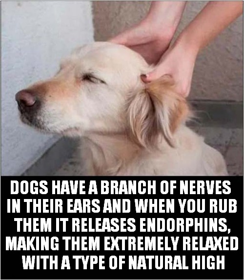 Dogs Love It ! | DOGS HAVE A BRANCH OF NERVES 
IN THEIR EARS AND WHEN YOU RUB
THEM IT RELEASES ENDORPHINS,
MAKING THEM EXTREMELY RELAXED
 WITH A TYPE OF NATURAL HIGH | image tagged in dogs,ears,rubbing | made w/ Imgflip meme maker