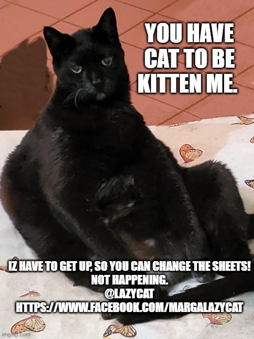 Lazy Cat | YOU HAVE CAT TO BE KITTEN ME. IZ HAVE TO GET UP, SO YOU CAN CHANGE THE SHEETS!
NOT HAPPENING.

@LAZYCAT
HTTPS://WWW.FACEBOOK.COM/MARGALAZYCAT | image tagged in funny memes,funny cat memes,lazycat,lolcats | made w/ Imgflip meme maker