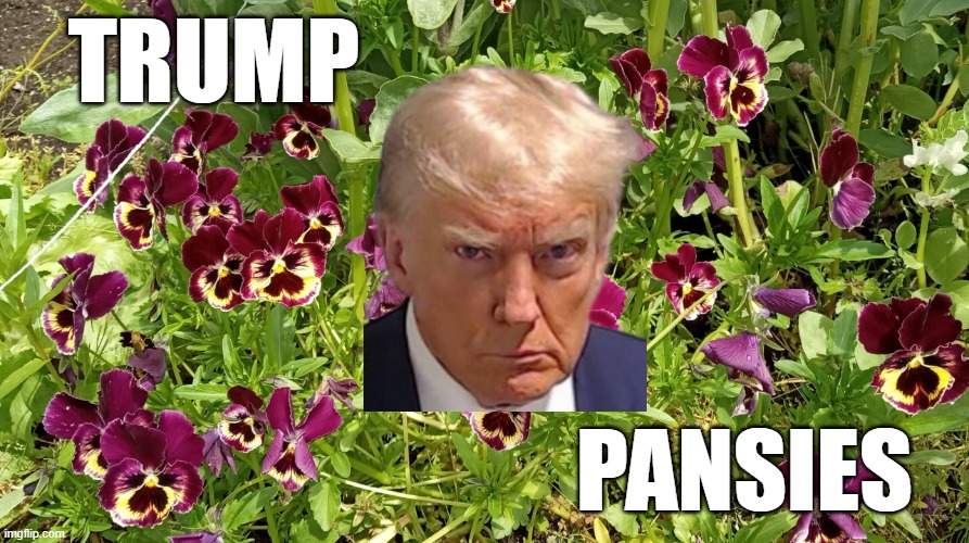 Angry Pansies | TRUMP PANSIES | image tagged in angry pansies | made w/ Imgflip meme maker