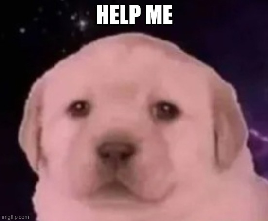 puppy close up | HELP ME | image tagged in puppy close up | made w/ Imgflip meme maker