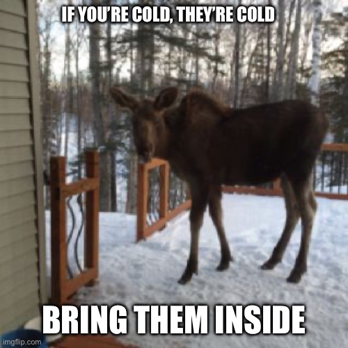 Bring them inside | IF YOU’RE COLD, THEY’RE COLD; BRING THEM INSIDE | image tagged in funny animals | made w/ Imgflip meme maker