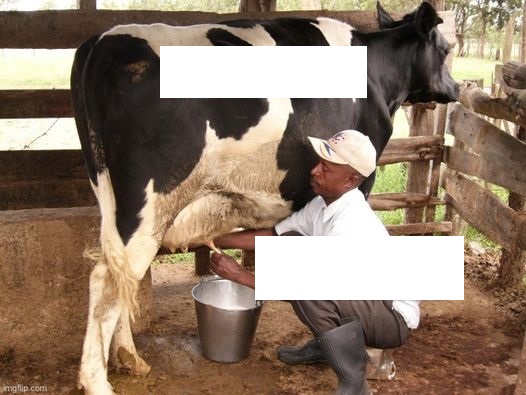 milk cow Blank Meme Template