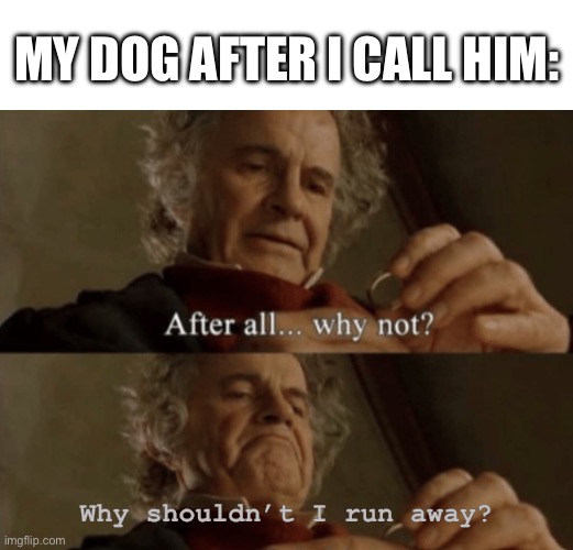 Why do they do this though? | MY DOG AFTER I CALL HIM:; Why shouldn’t I run away? | image tagged in after all why not | made w/ Imgflip meme maker