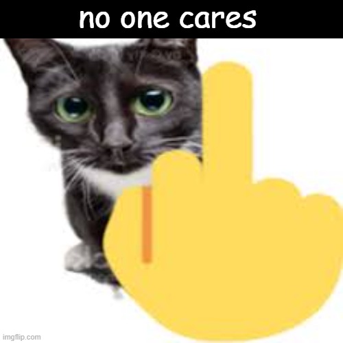 mad kitty | no one cares | image tagged in funny,cats | made w/ Imgflip meme maker