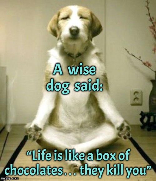 Wise dog | A  wise dog  said:; “Life is like a box of chocolates… they kill you” | image tagged in inner peace dog,wise dog said,life,chocolates,kill you,dog | made w/ Imgflip meme maker