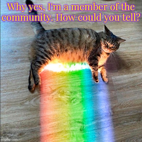 Gaydar. | Why yes, I'm a member of the
community. How could you tell? | image tagged in rainbow cat,lgbtq,flag,animal | made w/ Imgflip meme maker