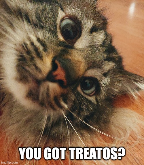 Well he wants treatos and he's the boss.... | YOU GOT TREATOS? | image tagged in cat,cuteness overload,treats,cute cat,cute cats | made w/ Imgflip meme maker