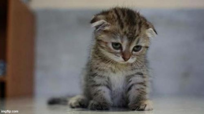 No Title | image tagged in sad kitten | made w/ Imgflip meme maker