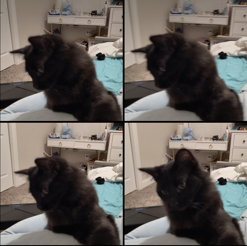 Confused Cat Blank Meme Template