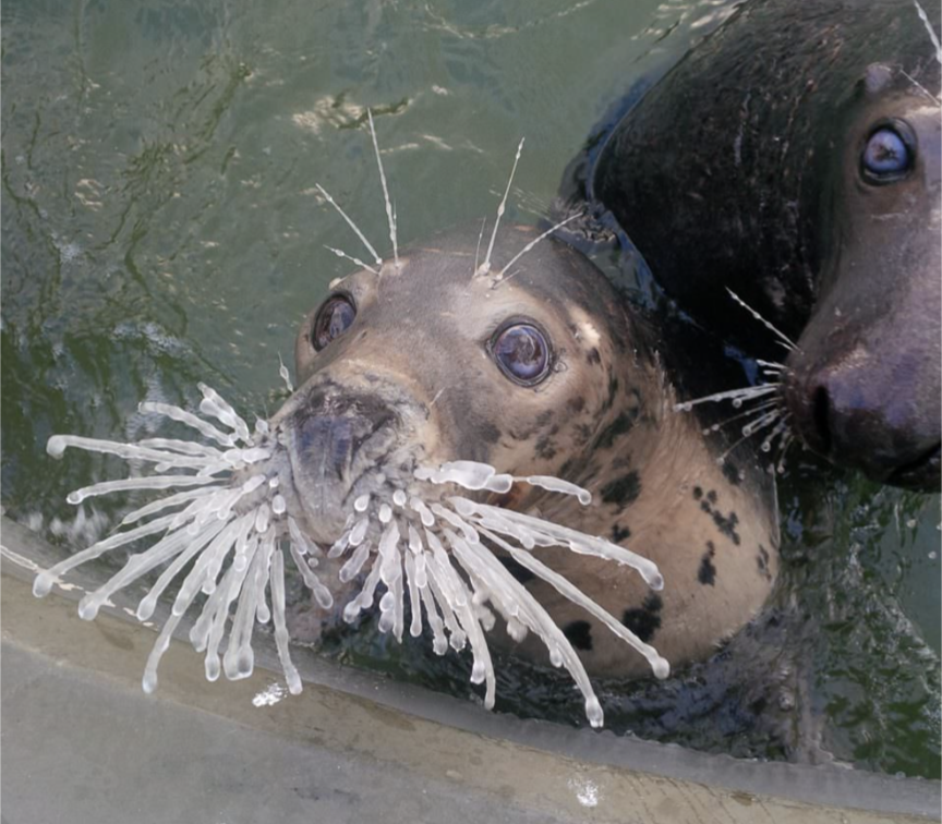 Whisker seal Blank Meme Template