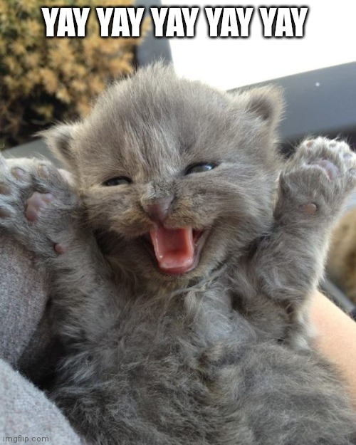 Yay Kitty | YAY YAY YAY YAY YAY | image tagged in yay kitty | made w/ Imgflip meme maker