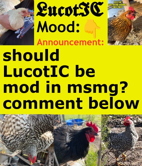 . | 👇; should LucotIC be mod in msmg? comment below | image tagged in lucotic's cocks announcement template | made w/ Imgflip meme maker