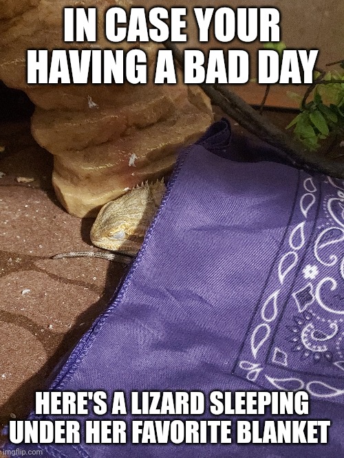 She so cozy | IN CASE YOUR HAVING A BAD DAY; HERE'S A LIZARD SLEEPING UNDER HER FAVORITE BLANKET | image tagged in lizard | made w/ Imgflip meme maker