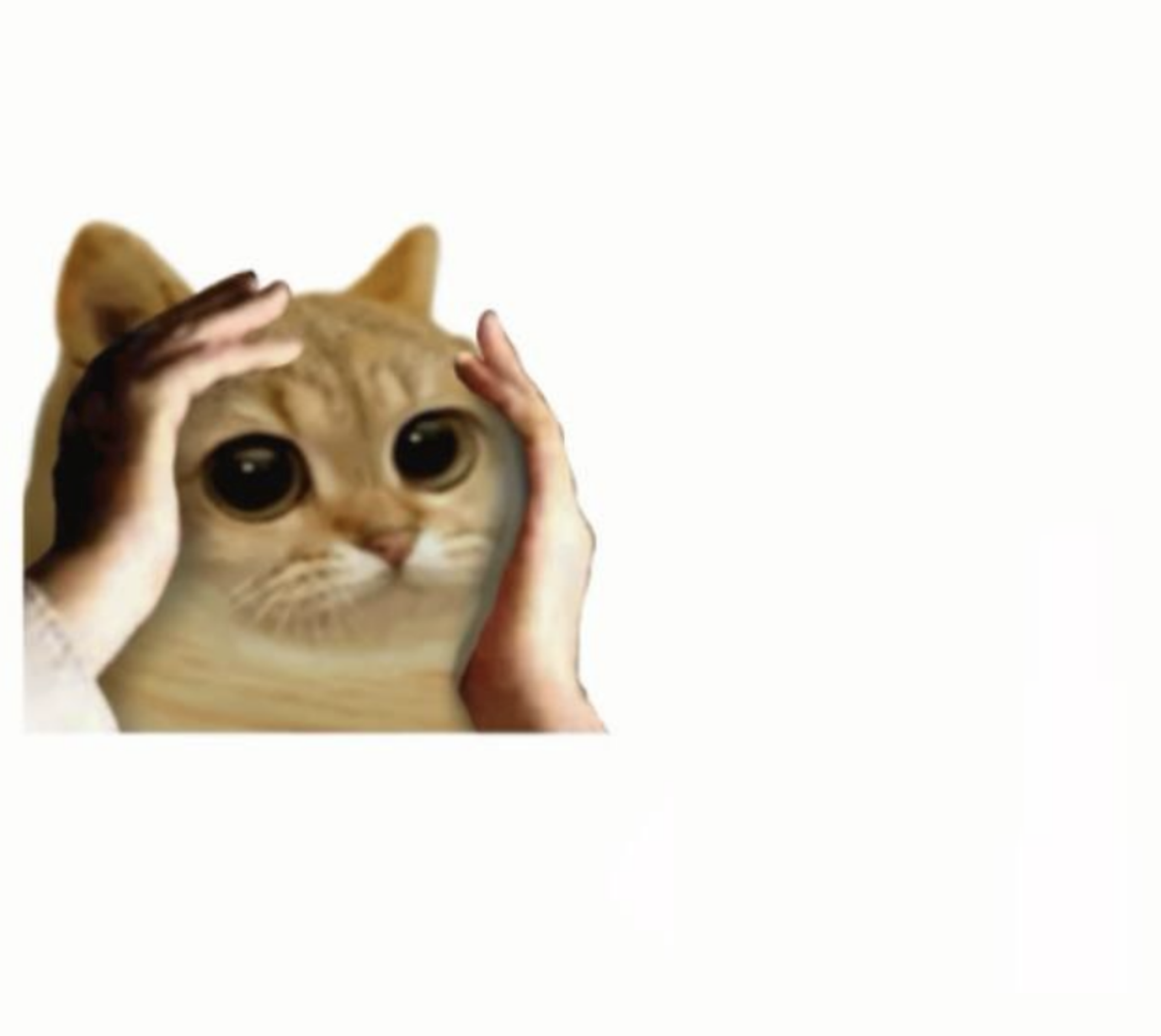 Cat OMG Blank Meme Template