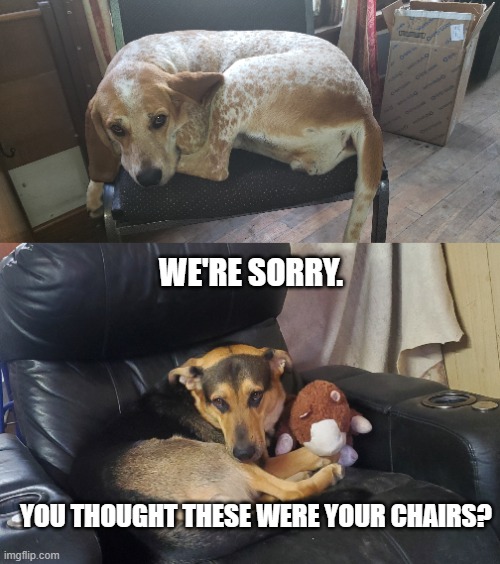 Dog Privilege Confusion | WE'RE SORRY. YOU THOUGHT THESE WERE YOUR CHAIRS? | image tagged in dog privilege,comfortable dogs | made w/ Imgflip meme maker