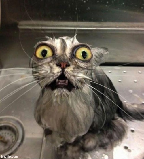 Astonished Wet Cat | image tagged in astonished wet cat | made w/ Imgflip meme maker