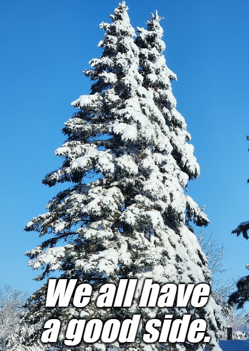Snowy Trees | We all have a good side. | image tagged in trees,snow,winter is here,winter,positive thinking | made w/ Imgflip meme maker