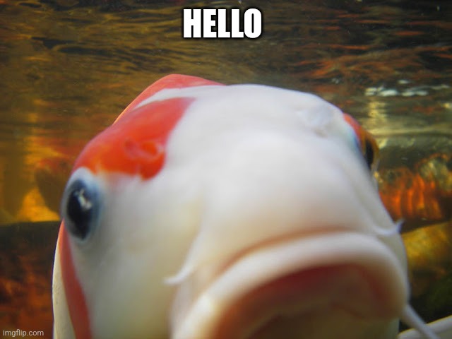 Koi | HELLO | image tagged in koi | made w/ Imgflip meme maker