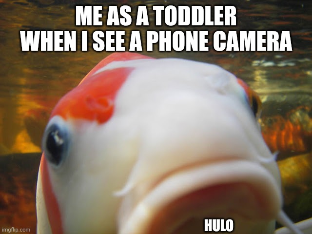 Koi | ME AS A TODDLER WHEN I SEE A PHONE CAMERA; HULO | image tagged in koi | made w/ Imgflip meme maker