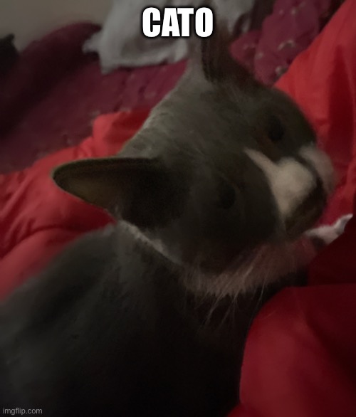 Cato | CATO | image tagged in cat | made w/ Imgflip meme maker