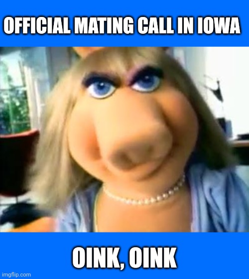 oink | OFFICIAL MATING CALL IN IOWA; OINK, OINK | image tagged in mad miss piggy,iowa | made w/ Imgflip meme maker