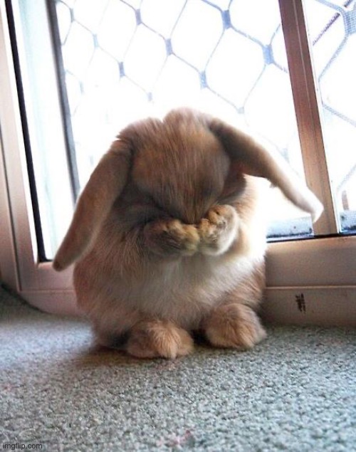embarrassed bunny | image tagged in embarrassed bunny | made w/ Imgflip meme maker