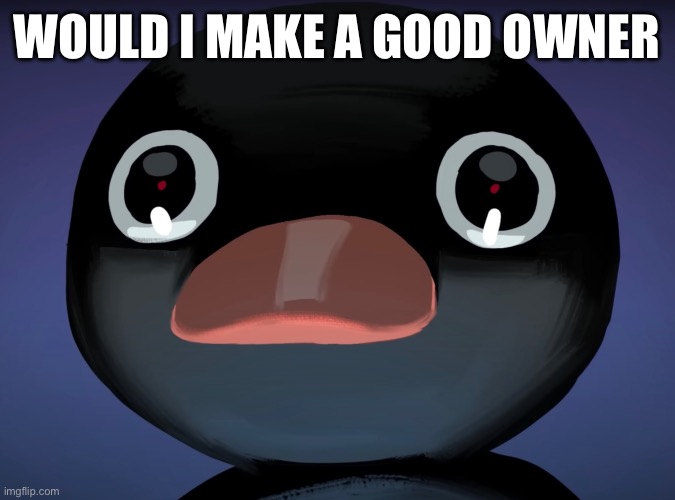 Day 111 | WOULD I MAKE A GOOD OWNER | image tagged in pingu stare | made w/ Imgflip meme maker