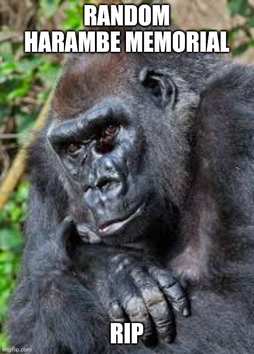 Rip harambe :( | RANDOM HARAMBE MEMORIAL; RIP | image tagged in memes,harambe,oh wow are you actually reading these tags | made w/ Imgflip meme maker