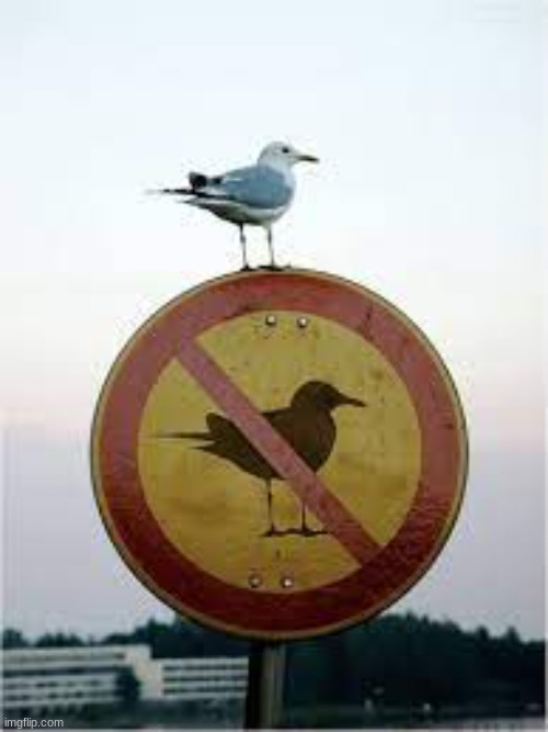 bruh | image tagged in ironic seagull | made w/ Imgflip meme maker