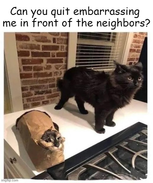 Silly cat games.... | Can you quit embarrassing 
me in front of the neighbors? | image tagged in cats,wrong neighboorhood cats,games,funny cats,lol,smile | made w/ Imgflip meme maker