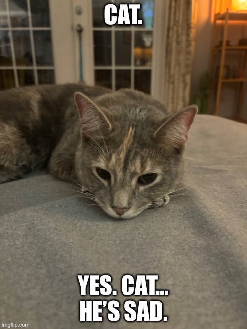 A sad cat. | CAT. YES. CAT… HE’S SAD. | image tagged in cats,sad cat | made w/ Imgflip meme maker