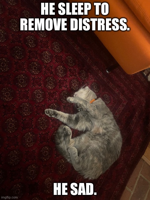 sad cat part 2 | HE SLEEP TO REMOVE DISTRESS. HE SAD. | image tagged in cats,sad cat | made w/ Imgflip meme maker