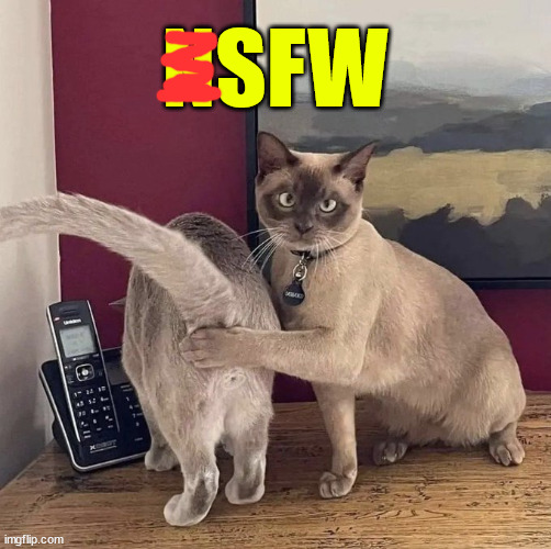 Safe For Work | NSFW | image tagged in cats,not nsfw | made w/ Imgflip meme maker