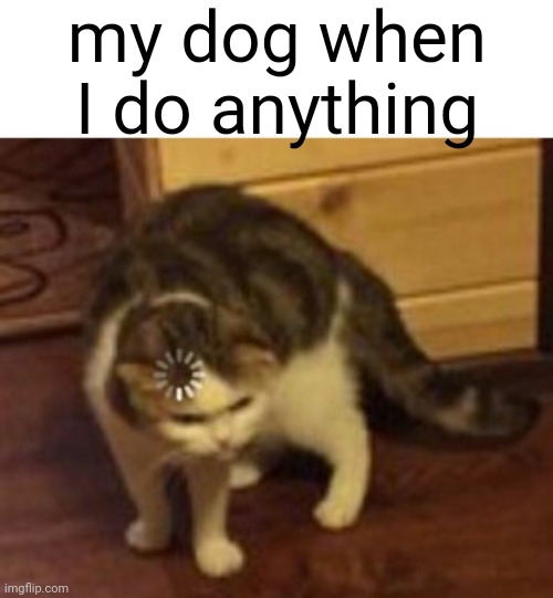 he just stares at me like  ಠಿ>ಠ | my dog when I do anything | image tagged in loading cat,dog,bruh | made w/ Imgflip meme maker