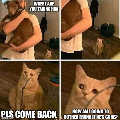 The reality of cats (lol) | WHERE ARE YOU TAKING HIM; PLS COME BACK; HOW AM I GOING TO BOTHER FRANK IF HE’S GONE? | image tagged in sad cat holding dog | made w/ Imgflip meme maker