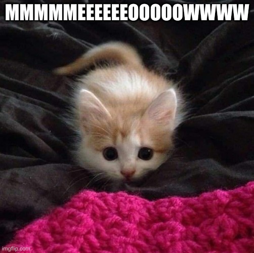 meowing | MMMMMEEEEEEOOOOOWWWW | image tagged in cat | made w/ Imgflip meme maker