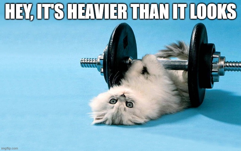 meme by Brad kitten cat lifting weights | HEY, IT'S HEAVIER THAN IT LOOKS | image tagged in cats,funny cats,humor,funny meme,exercise,cute cat | made w/ Imgflip meme maker