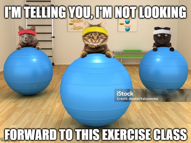 meme by Brad cats not liking exercise | I'M TELLING YOU, I'M NOT LOOKING; FORWARD TO THIS EXERCISE CLASS | image tagged in cat,cats,funny cats,funny cat memes,humor,exercise | made w/ Imgflip meme maker