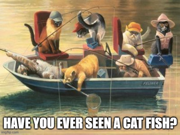 meme by Brad have you ever seen a catfish? | HAVE YOU EVER SEEN A CAT FISH? | image tagged in cats,funny cats,cat meme,cute cats,humor,funny cat memes | made w/ Imgflip meme maker