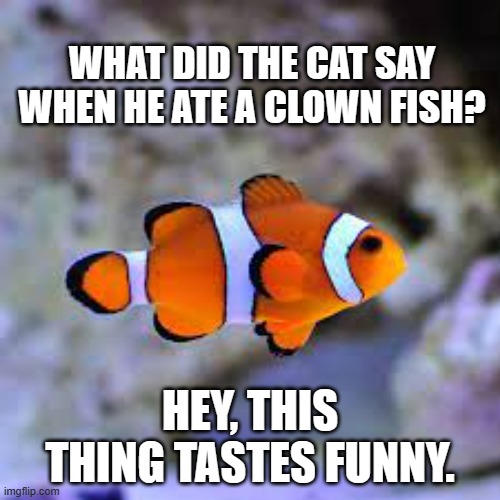 meme by Brad what did the cat say when he ate a clownfish? | WHAT DID THE CAT SAY WHEN HE ATE A CLOWN FISH? HEY, THIS THING TASTES FUNNY. | image tagged in cat,cats,funny cats,funny cat memes,humor,fish | made w/ Imgflip meme maker
