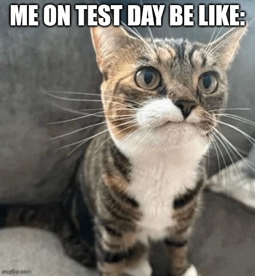 Toothless cat | ME ON TEST DAY BE LIKE: | image tagged in toothless cat,cat | made w/ Imgflip meme maker