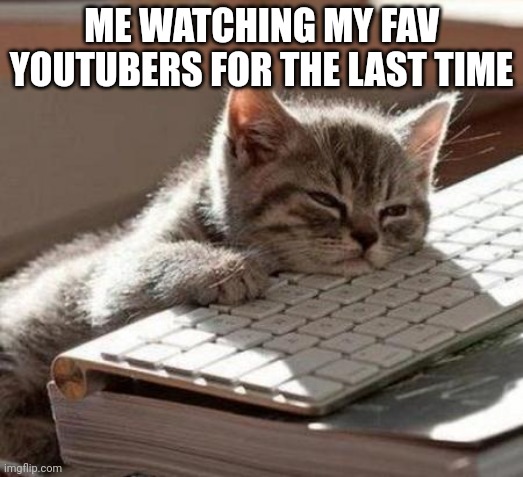 Me ded inside | ME WATCHING MY FAV YOUTUBERS FOR THE LAST TIME | image tagged in tired cat,dead,dead inside,cats,cat | made w/ Imgflip meme maker