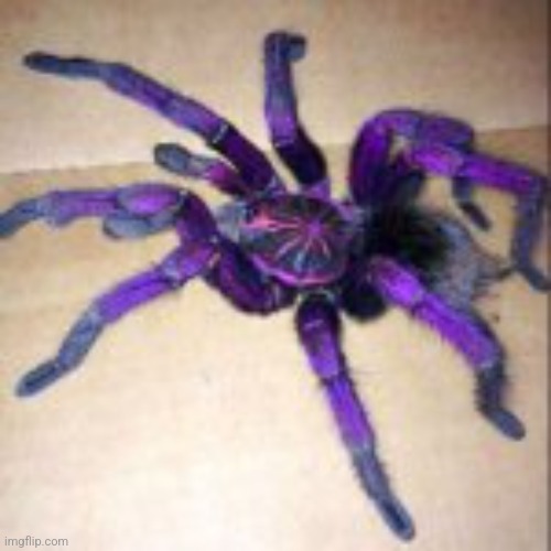 Mi friend come to say hi and fuck your fly pests | made w/ Imgflip meme maker