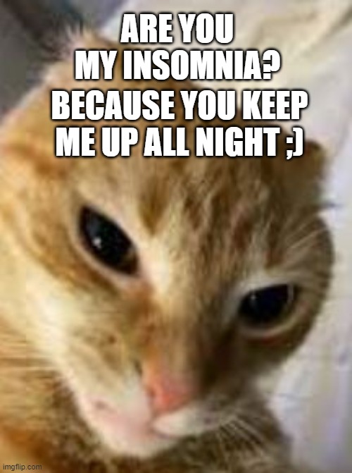 Rizz cat!! | ARE YOU MY INSOMNIA? BECAUSE YOU KEEP ME UP ALL NIGHT ;) | image tagged in rizz cat,memes,funny,cats,rizz | made w/ Imgflip meme maker